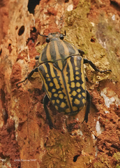 Mecynorhina savagei