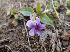 Viola philippica