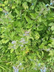 Pentaglottis sempervirens