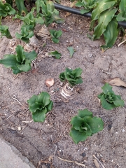 Veltheimia bracteata