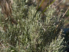 Calocephalus lacteus