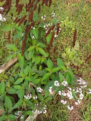Heliotropium arborescens