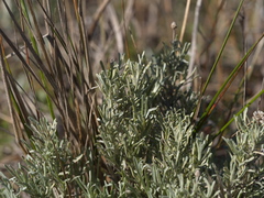 Calocephalus lacteus