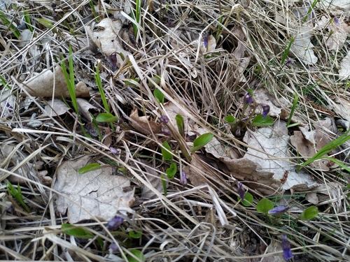 Image of Viola uliginosa by (c) Богдан Кученко, some rights reserved (CC BY)