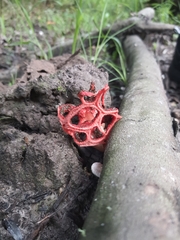 Clathrus
