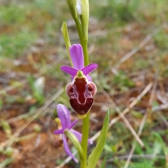 Ophrys delphinensis