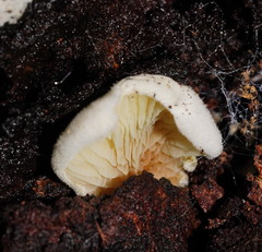 Pseudomerulius