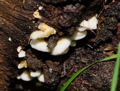 Pseudomerulius