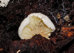 Pseudomerulius