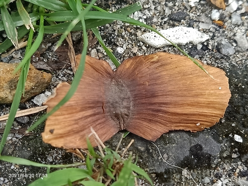 Terminalia calamansanai (Terminalia calamansanai)
