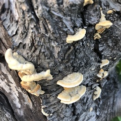Trametes orientalis