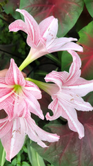 Hippeastrum striatum