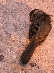 Zonotrichia albicollis