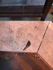 Zonotrichia albicollis