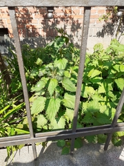 Urtica dioica dioica