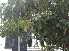 Alstonia