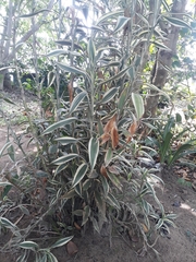 Angiospermae
