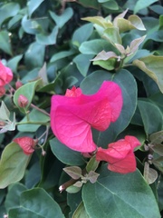 Bougainvillea