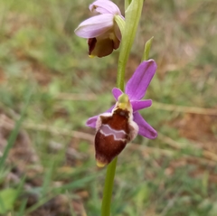 Ophrys delphinensis