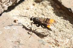 Calopompilus raptor