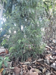 Tracheophyta