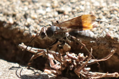 Calopompilus raptor