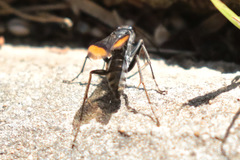 Calopompilus raptor
