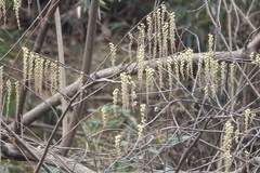 Stachyurus praecox