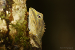 Lophosaurus spinipes