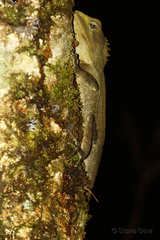 Lophosaurus spinipes