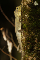 Lophosaurus spinipes