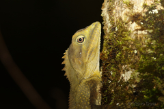 Lophosaurus spinipes