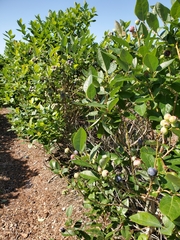 Vaccinium formosum