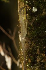 Lophosaurus spinipes