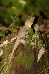 Lophosaurus spinipes