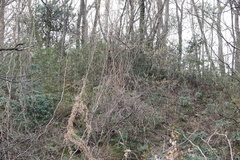 Stachyurus praecox
