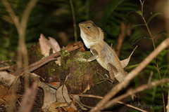 Lophosaurus spinipes