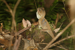 Lophosaurus spinipes