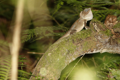 Lophosaurus spinipes