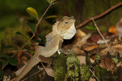 Lophosaurus spinipes