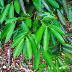 Cinnamomum iners