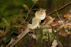 Lophosaurus spinipes