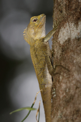 Lophosaurus spinipes