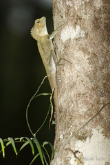 Lophosaurus spinipes