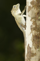 Lophosaurus spinipes