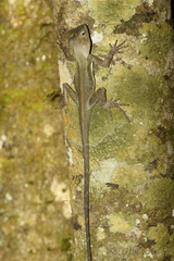 Lophosaurus spinipes