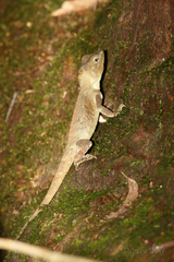 Lophosaurus spinipes