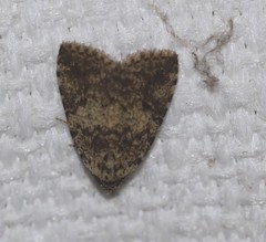 Tolpia conscitulana