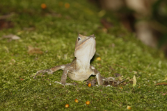 Lophosaurus spinipes