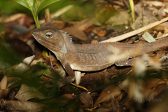 Lophosaurus spinipes